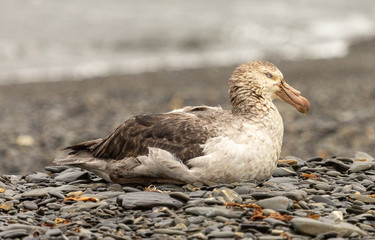 Resting Southern Giant Petrel, South Georgia