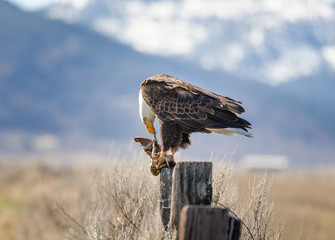 Bald Eagle on fence post eating with mountains in background in Sierra Valley, CA