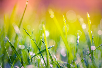 Nature background concept. Beautiful summer nature meadow with morning dew background. Flowering green meadow on spring sunset light. Bright summer spring nature. Inspirational nature closeup meadow.