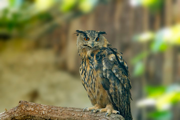 Bird of prey in wild nature