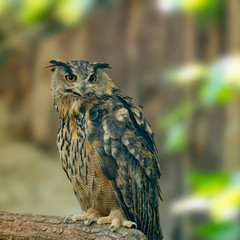 Bird of prey in wild nature