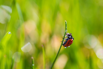 Nature background concept. Beautiful summer nature meadow with morning dew background. Flowering green meadow on spring sunset light. Bright summer spring nature. Inspirational nature closeup meadow.