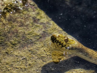 Snake in water