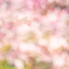 Peaceful spring nature blur. Blurred out bokeh spring cherry blossom tree and sunny weather. Nature...