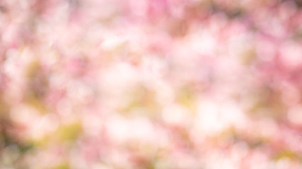 Peaceful spring nature blur. Blurred out bokeh spring cherry blossom tree and sunny weather. Nature blur, artistic shallow depth of field