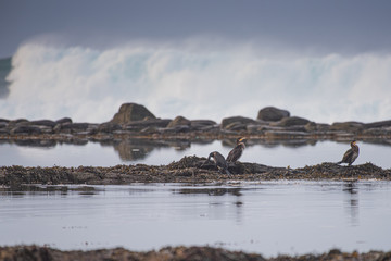 wild sea