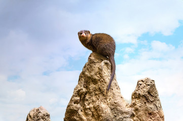 A Dwarf Mongoose sitting on a tall rock observing its environment