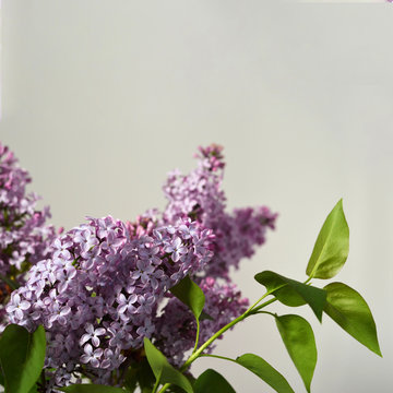 Close up of lilac flowers