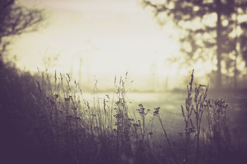 Obraz premium Morning still life of calm and peace in the grass