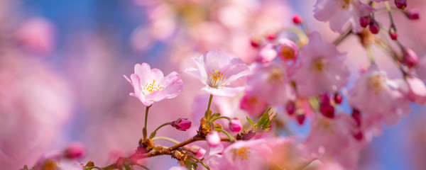 Obraz na płótnie Canvas Spring nature background art, pink cherry blossom. Beautiful nature scene with blooming tree and sun flare. Easter Sunny day. Spring flowers. Beautiful orchard abstract blurred background. Springtime
