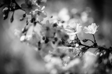 Dramatic spring cherry blossom background. Process in black and white