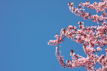 Cherry blossoms blooming in the blue sky. Beautiful spring flowers, pink cherry blossoms on blue sky background. Idyllic nature photo