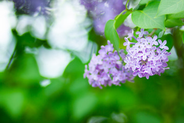 Spring branch of blossoming lilac. Lilac flowers bunch over blurred background. Purple lilac flower with blurred green leaves. Copy space