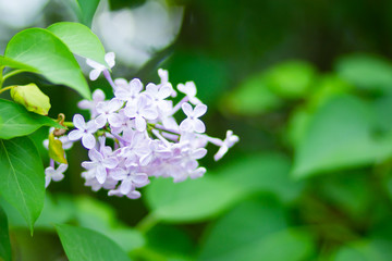 Spring branch of blossoming lilac. Lilac flowers bunch over blurred background. Purple lilac flower with blurred green leaves. Copy space