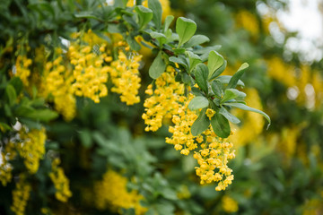 barberry bush blooms abundantly in the spring season with yellow flowers