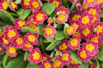 Purple primula or pruhoniciana with yellow heart