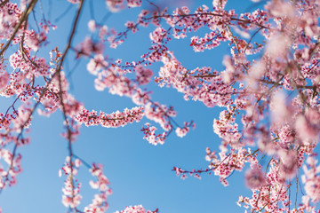 Cherry blossoms blooming in the blue sky. Beautiful spring flowers, pink cherry blossoms on blue sky background. Idyllic nature photo