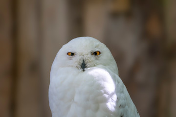 Obraz premium Bird of prey in wild nature