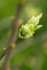 Young sprout of a hibiscus with blurry background