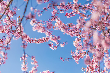 Cherry blossoms blooming in the blue sky. Beautiful spring flowers, pink cherry blossoms on blue...