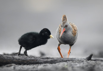 Water Rail (Rallus aquaticus) close up