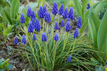 Muscari Armeniacum or grape hyacinths in a garden