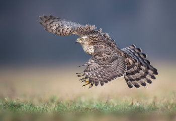 Northern goshwak (Accipiter gentilis) close up