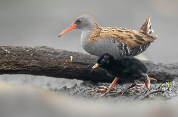 Water Rail (Rallus aquaticus) close up