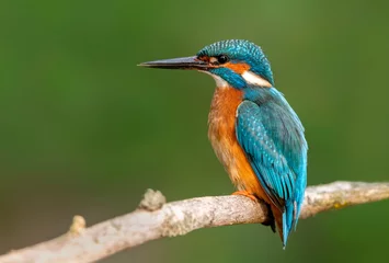 Fotobehang IJsvogel Kingfisher (Alcedo atthis) close up  © Piotr Krzeslak