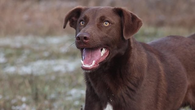 dog angrily barks showing teeth