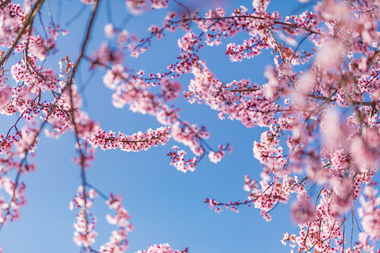 Cherry blossoms blooming in the blue sky. Beautiful spring flowers, pink cherry blossoms on blue sky background. Idyllic nature photo