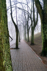 Fototapeta premium Metal bracket in a living tree. Thick dense fog with poor visibility on a cold winter morning in the park.