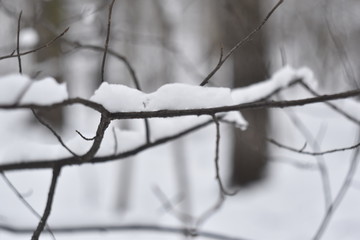  Snow on a twig