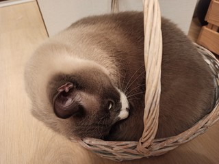 Fluffy cat lies in a wicker basket with a high handle