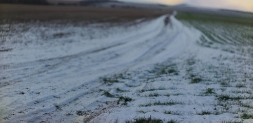  shoots of winter wheat under the snow and a country road stretching over the horizon