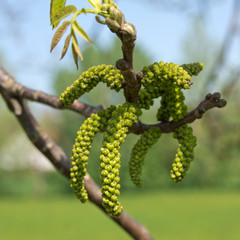 Close up of catkins on a common hazel or Corylus avellana with a blurred background.