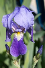 Gordijnen Close up of a blue iris flower in a garden © mayabuns