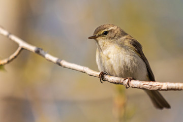 little songbird sits on a branch