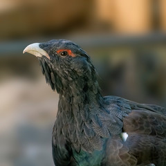 Bird of prey in wild nature