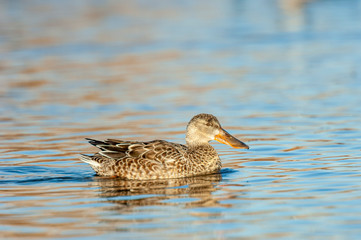 Female Hen Shoveler Duck 