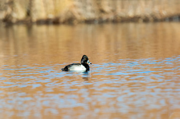 Ring-necked Duck 