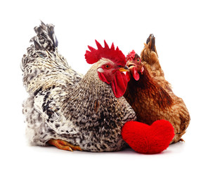Two small chickens with a toy heart.
