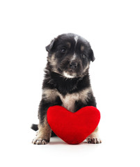 One little dog with a red heart.