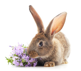 Gray rabbit with flowers.