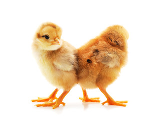 Fototapeta premium Two small chickens.