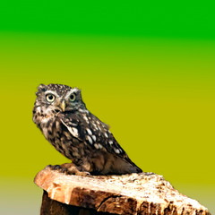 Bird of prey in wild nature