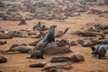seal on beach