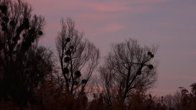 Trees and Red Sky in the Wetlands in Winter