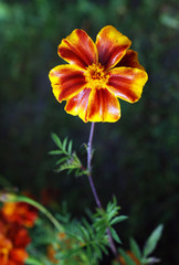 Fototapeta premium flowers in the garden