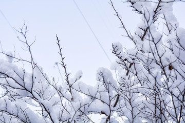 Tree branches covered with snow on blue sky background
